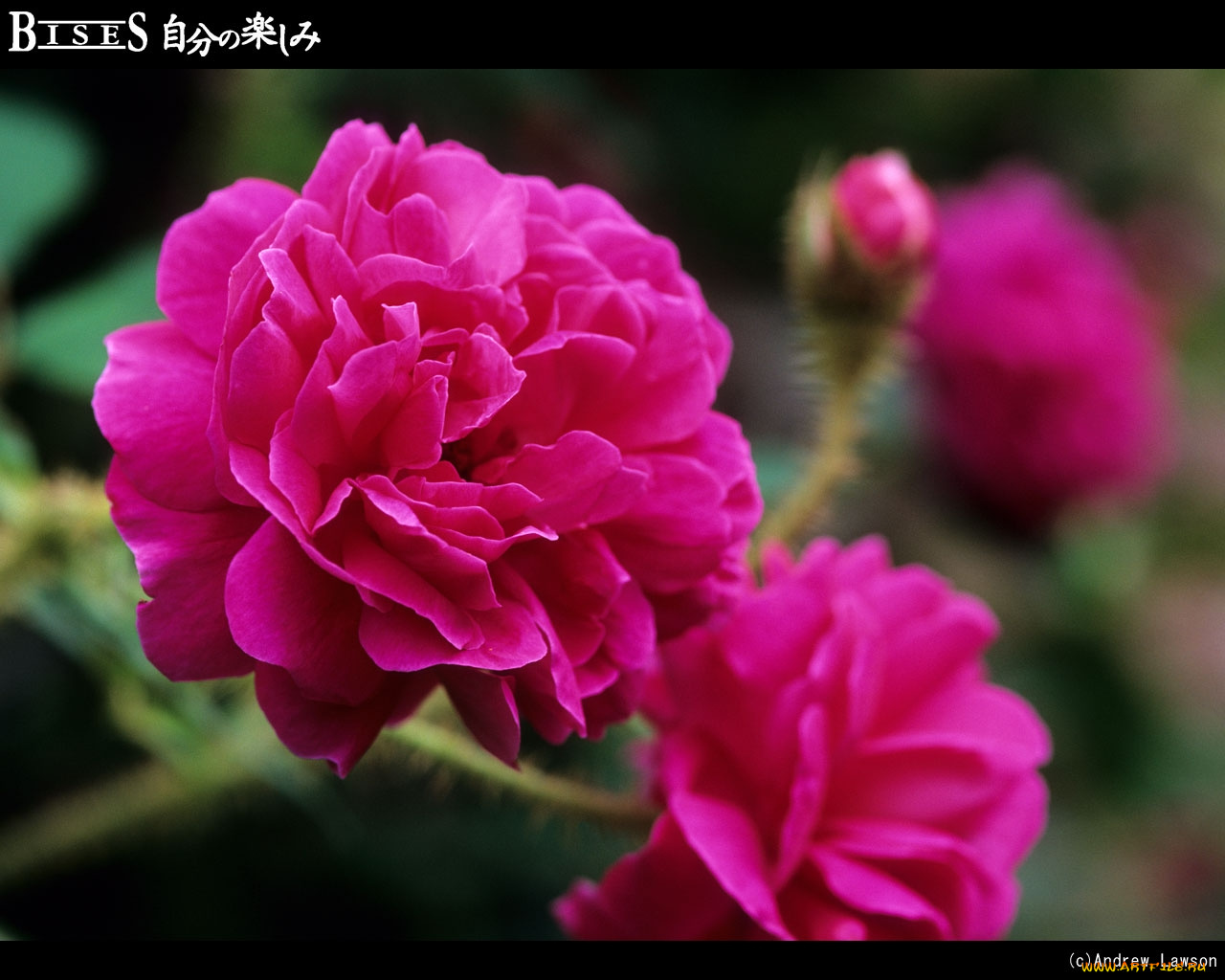 цветы, розы