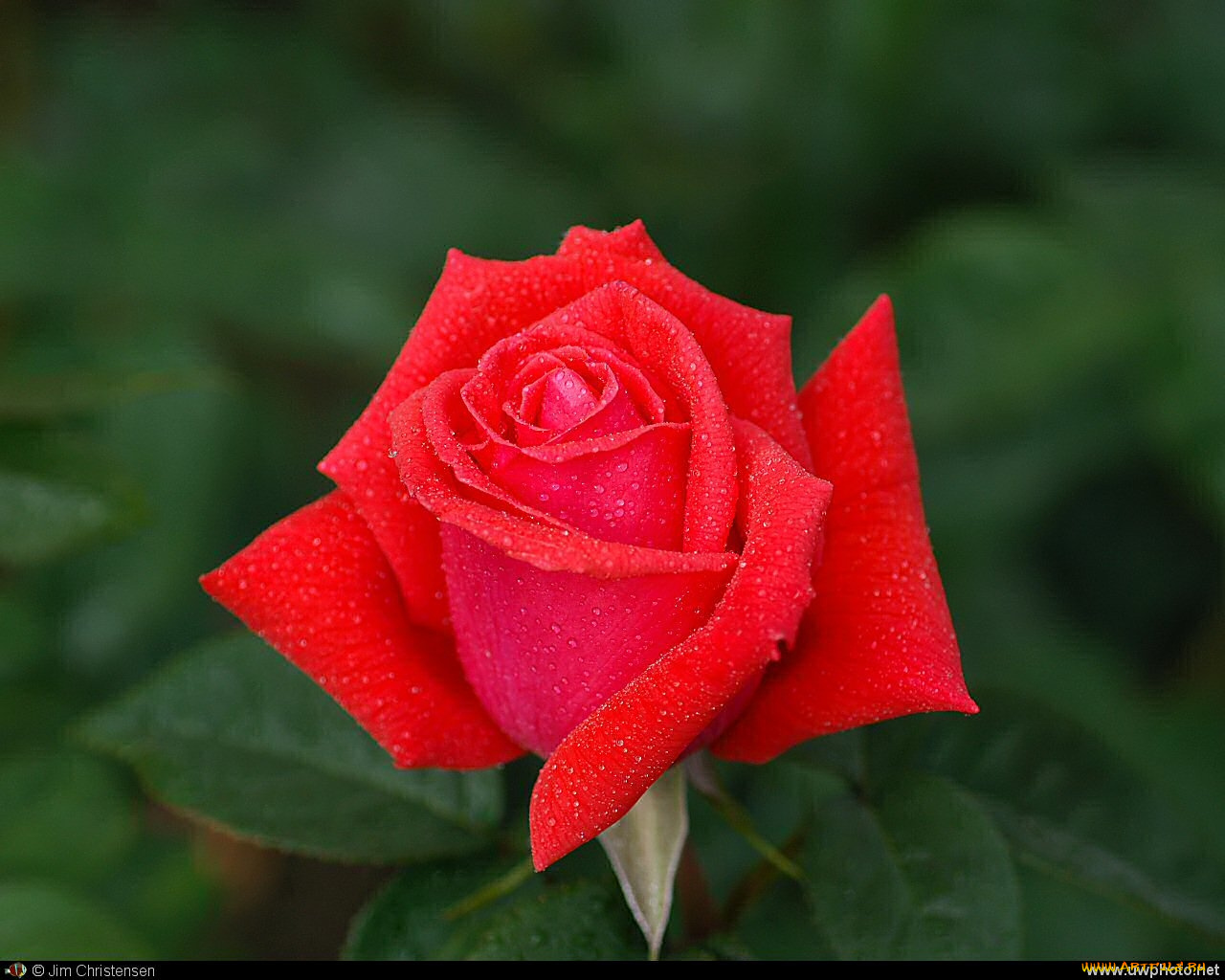 цветы, розы