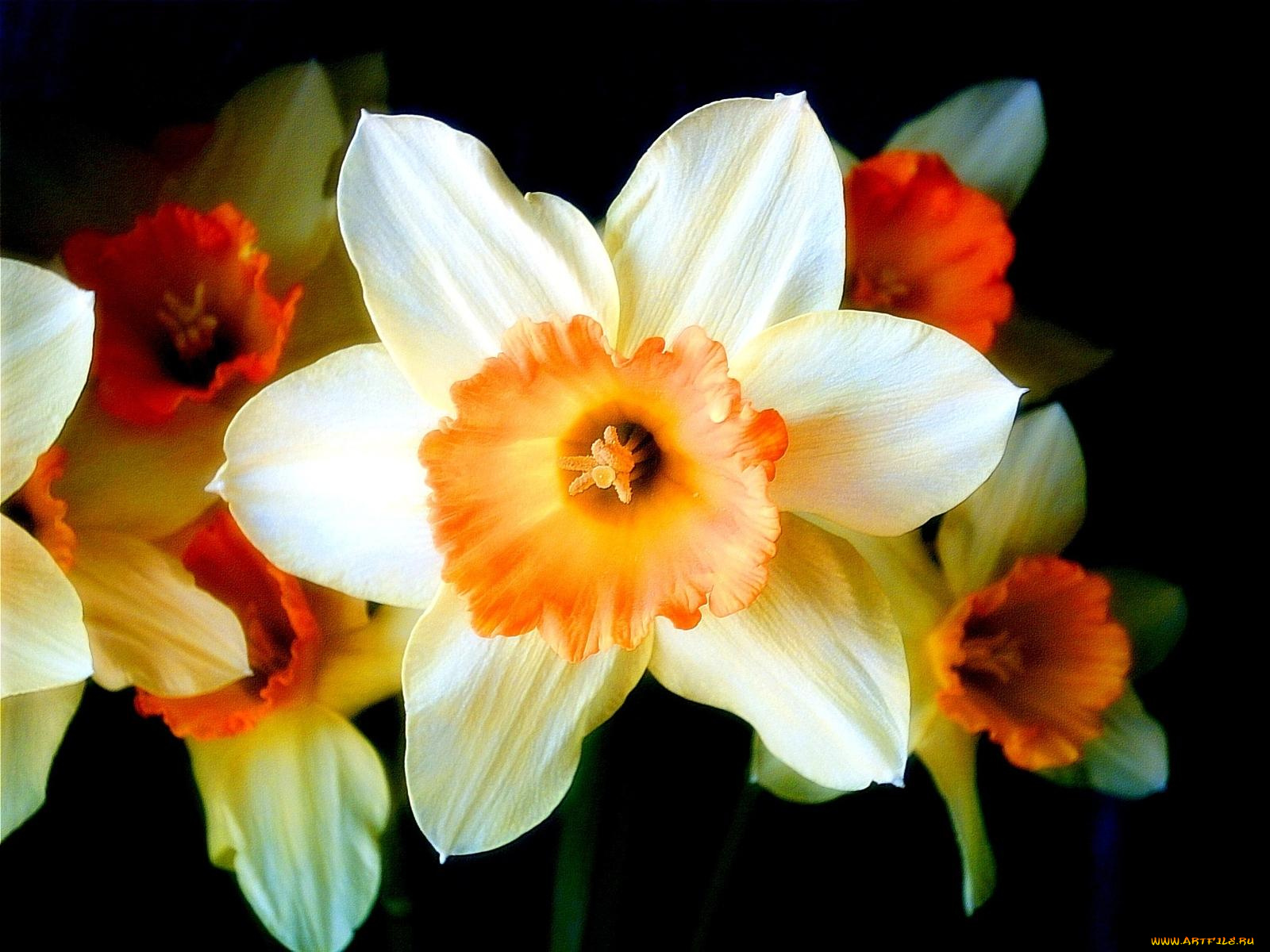 цветы, нарциссы