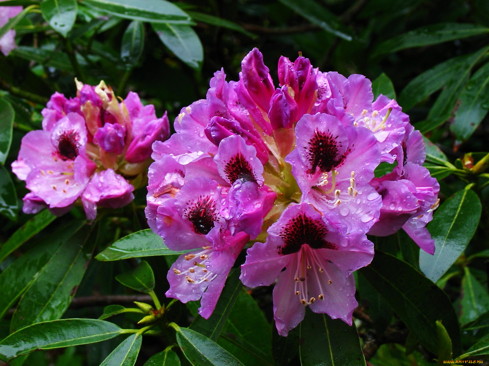 цветы, рододендроны, азалии
