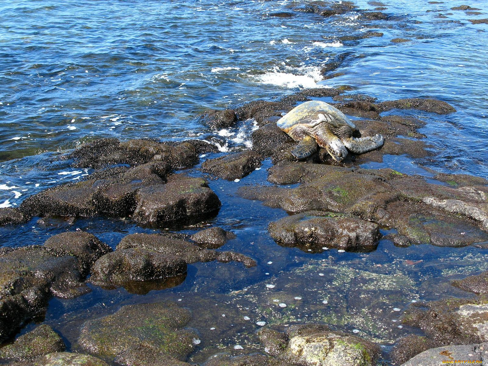 животные, Черепахи