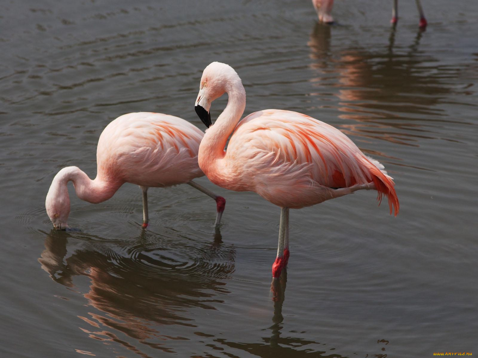 животные, фламинго
