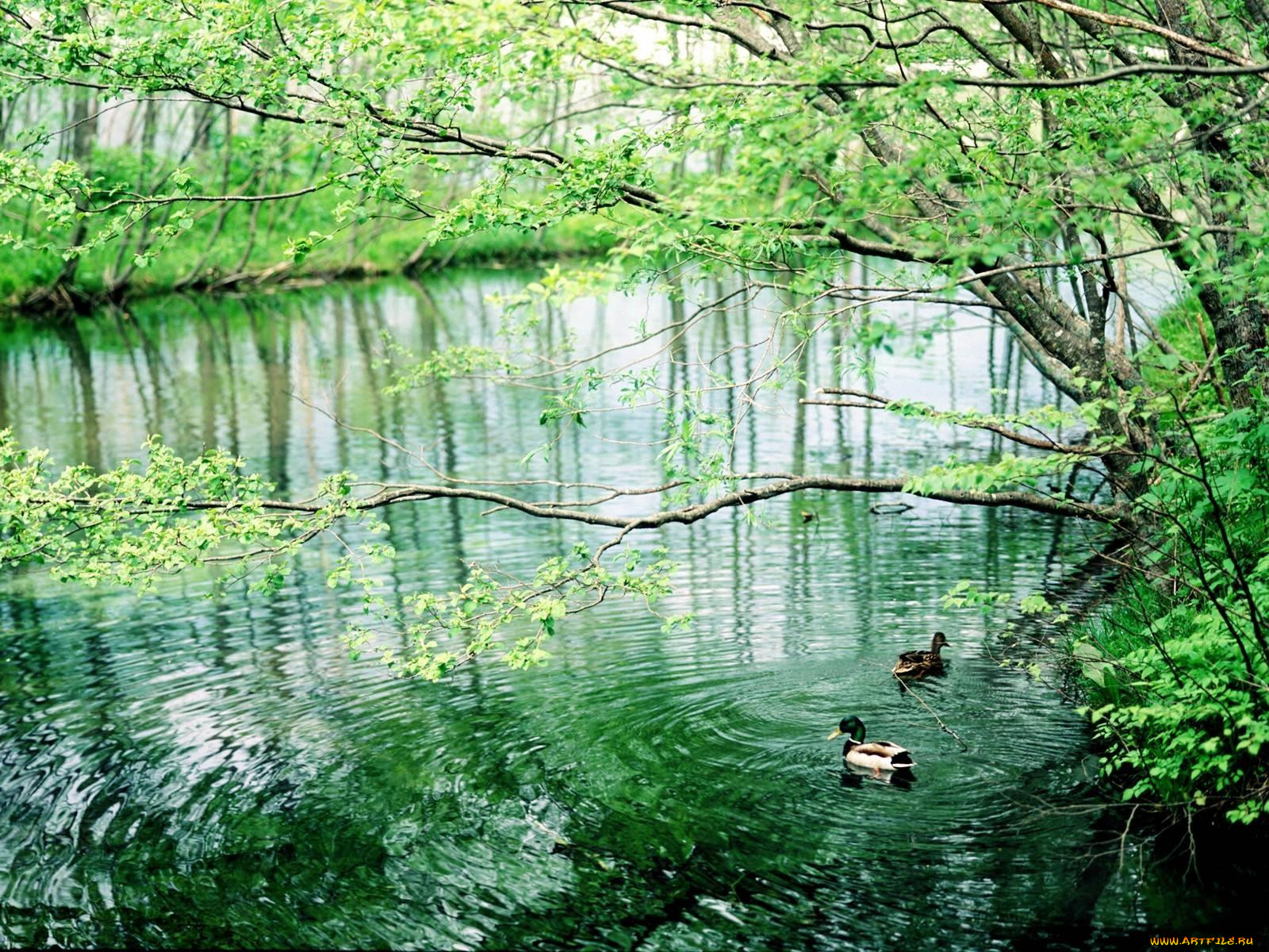 животные, утки