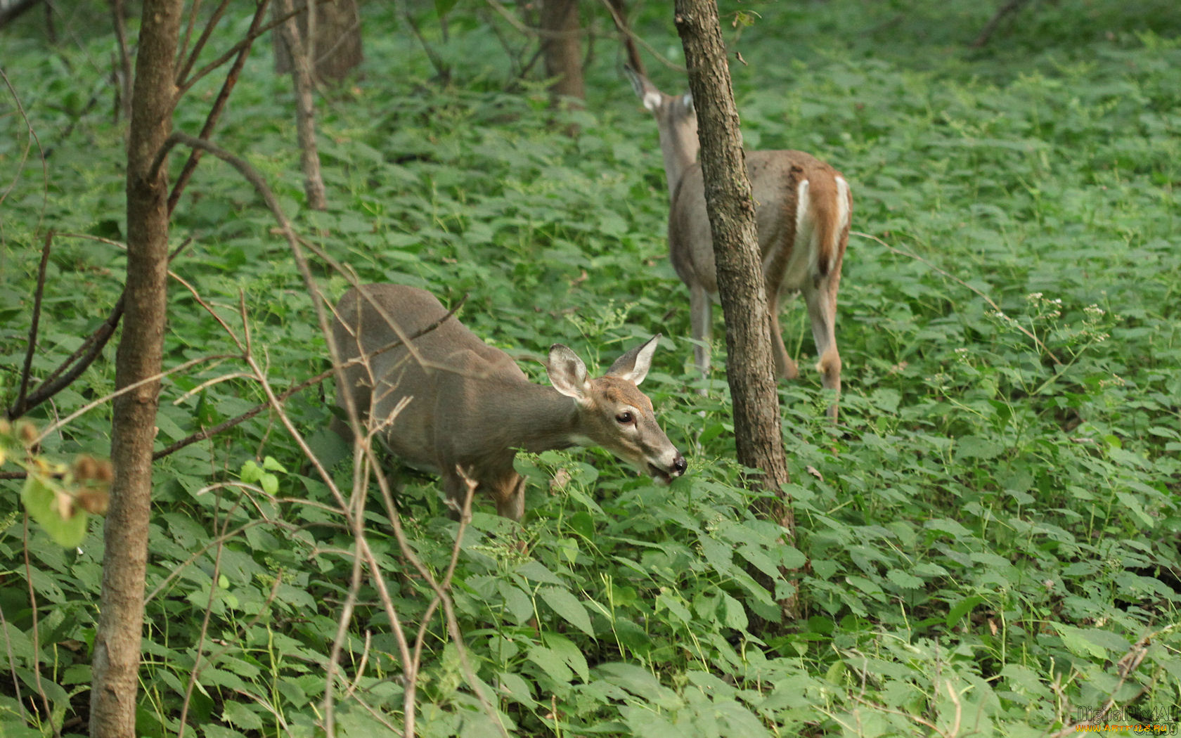 животные, олени