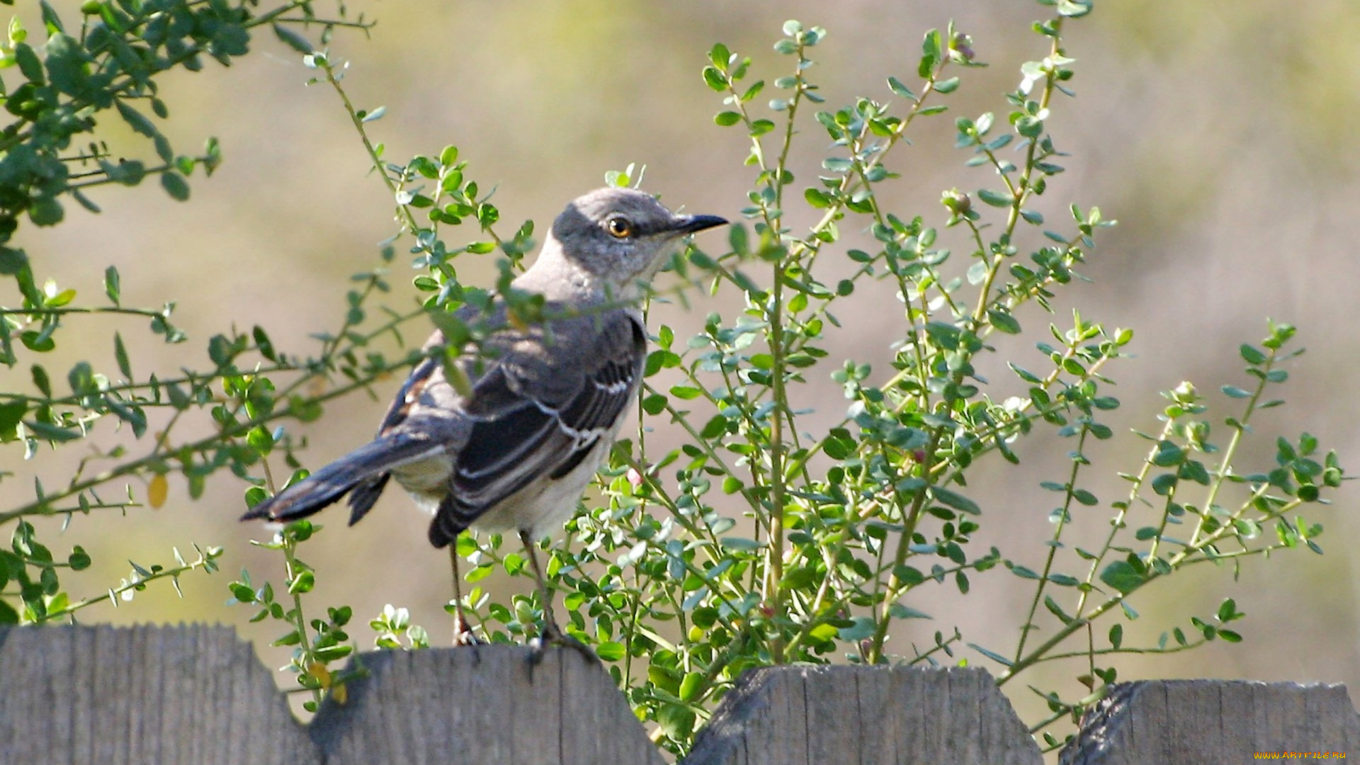 животные, птицы