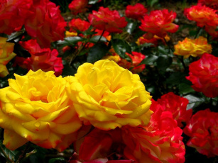 Картинка цветы розы