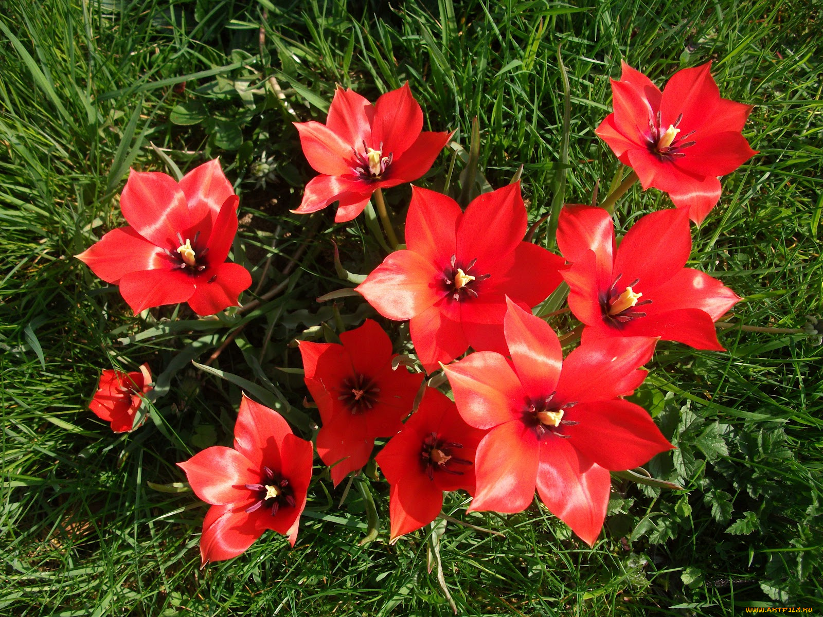 цветы, тюльпаны, tulips