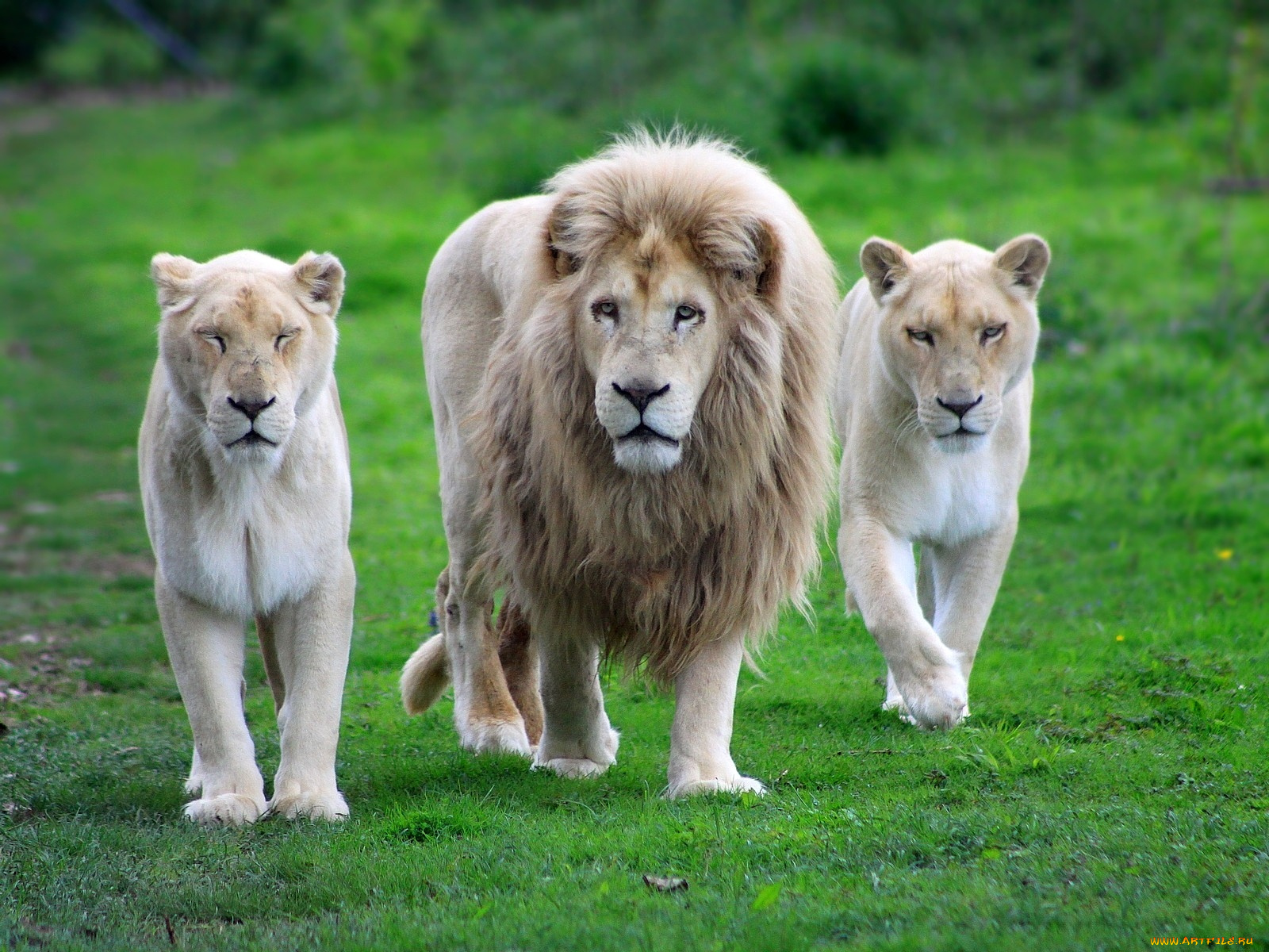 животные, львы, хищники, львицы, прайд