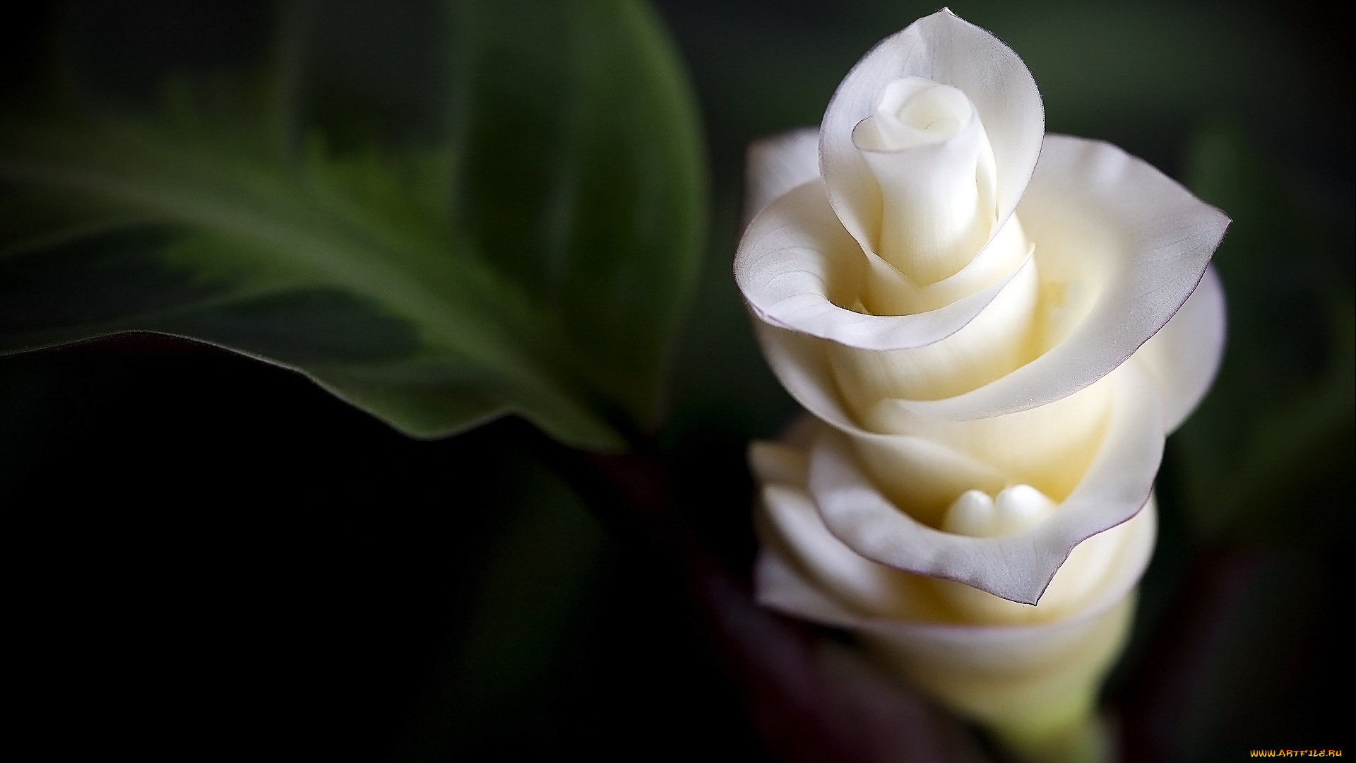 цветы, цветок