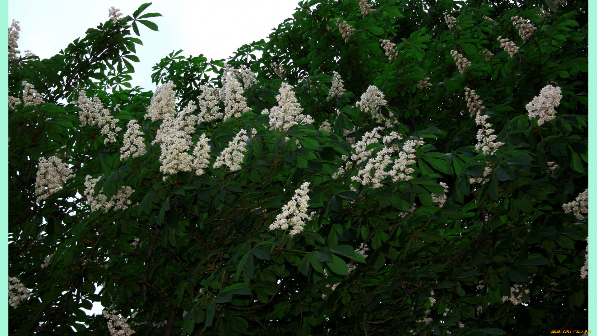 цветы, цветущие, деревья, кустарники, каштан