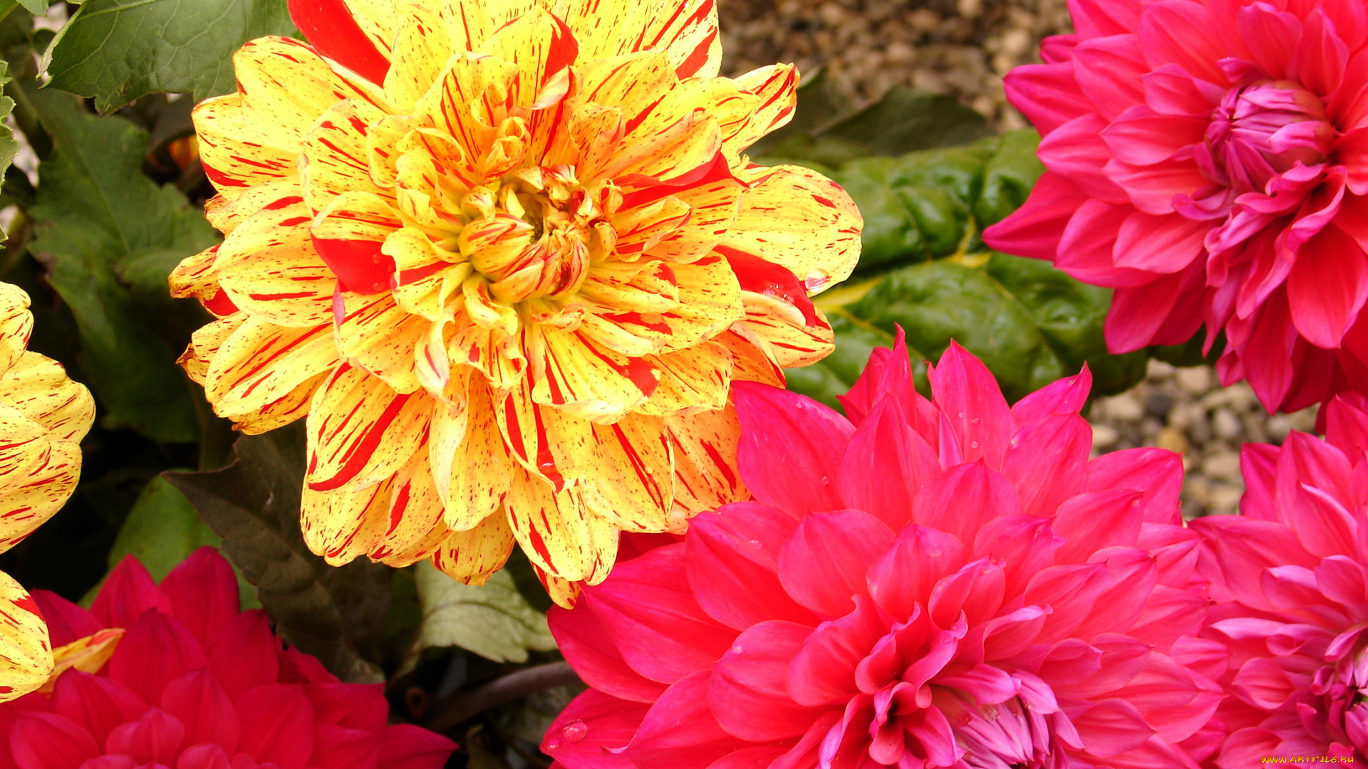 цветы, георгины