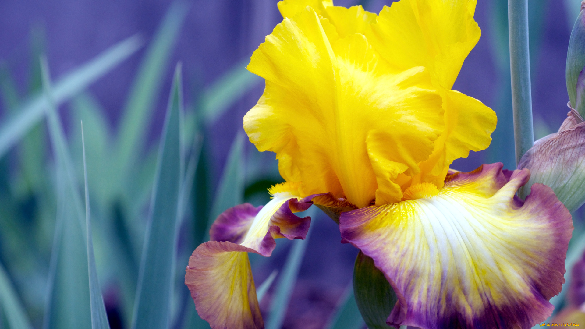 цветы, ирисы, лепестки