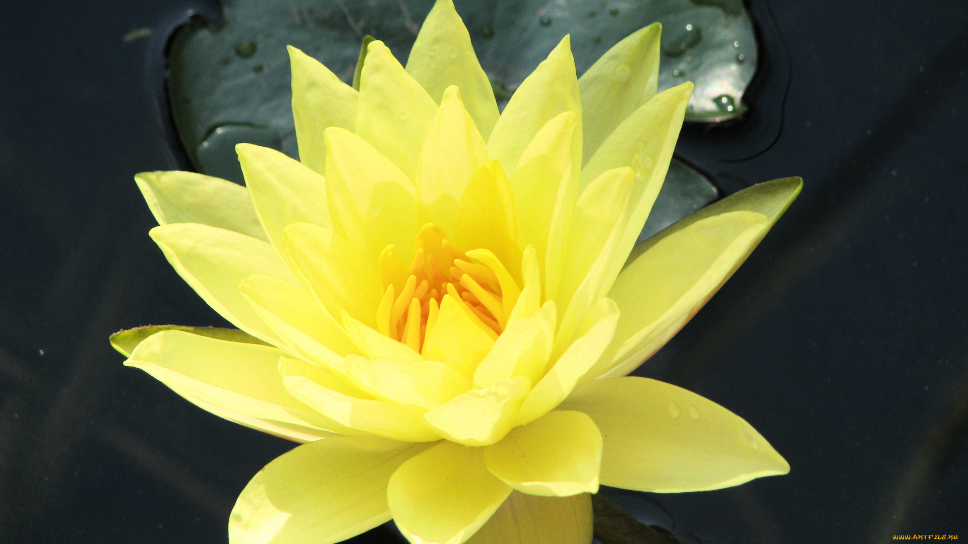 цветы, лилии, водяные, нимфеи, кувшинки, листва, ветки, стволы, деревья