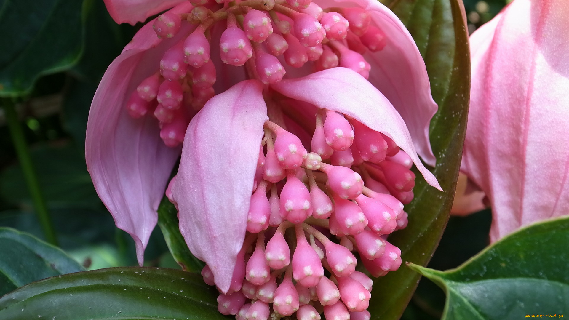 цветы, листья