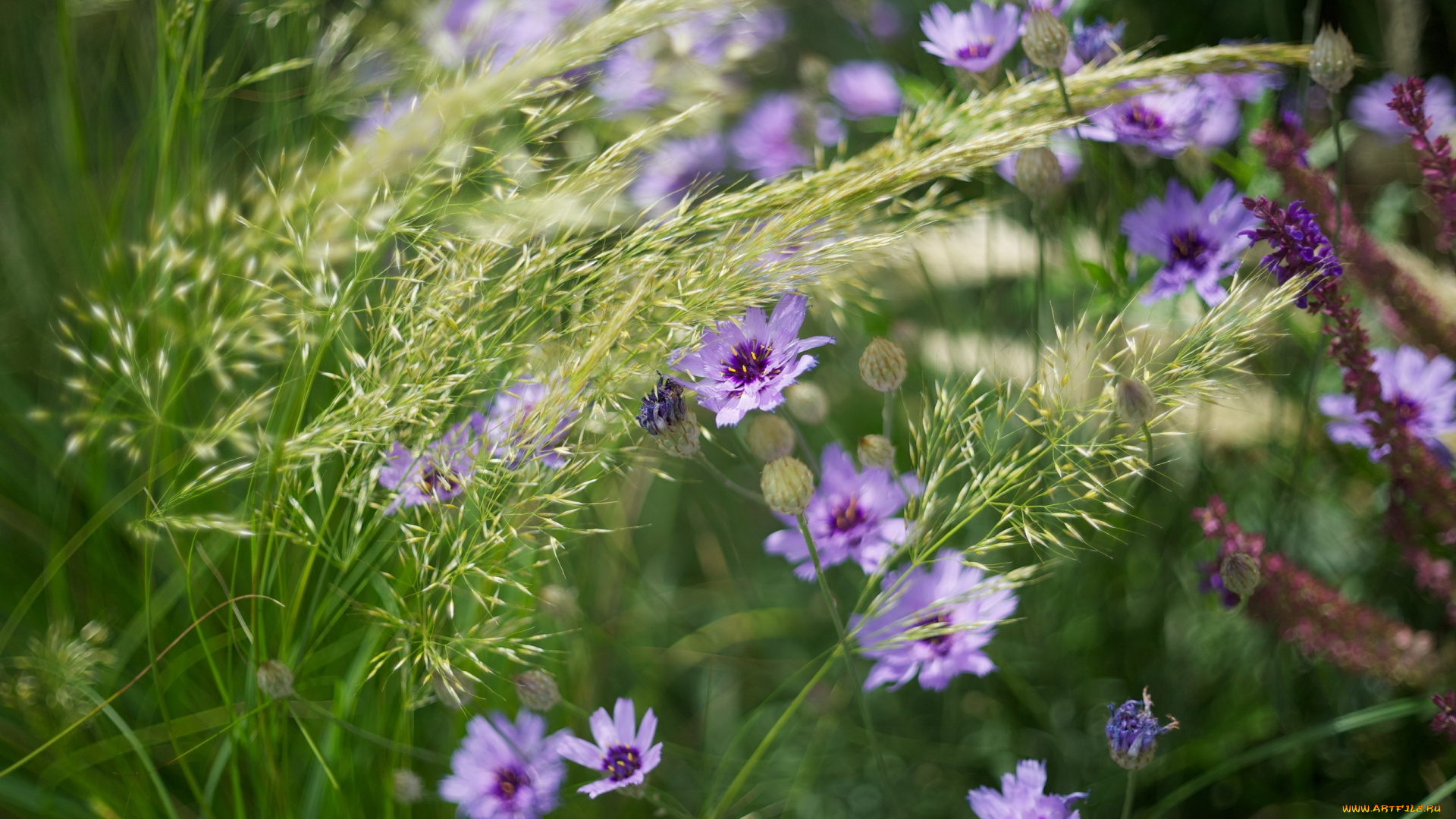 цветы, луговые, полевые