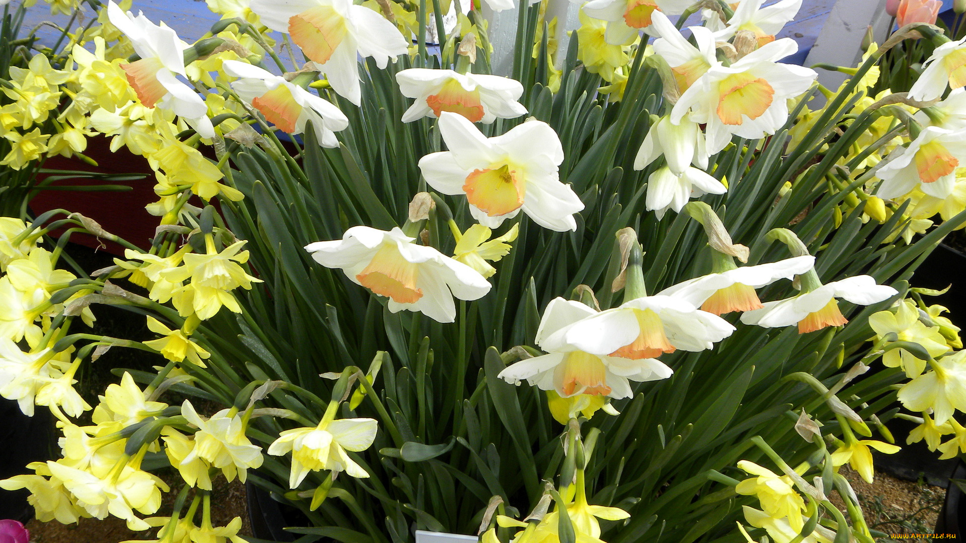 цветы, нарциссы
