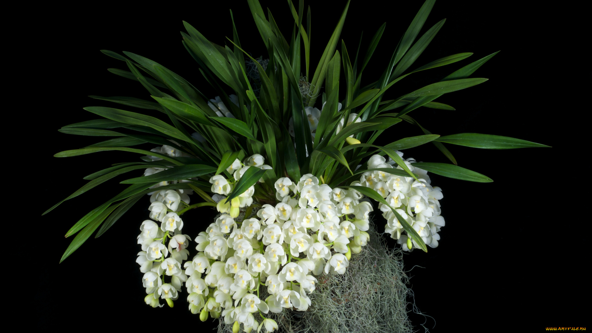 цветы, орхидеи, экзотика, белый