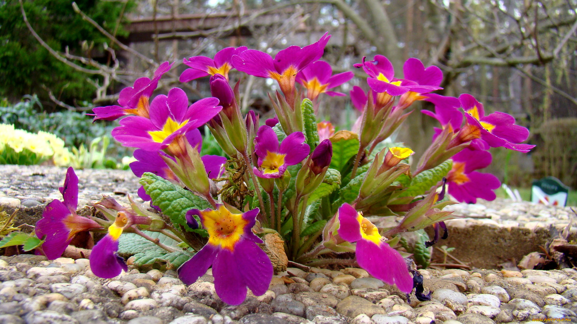 цветы, примулы, примула