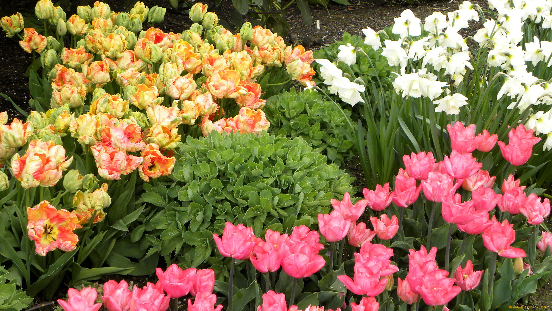 цветы, разные, вместе, нарциссы, тюльпаны