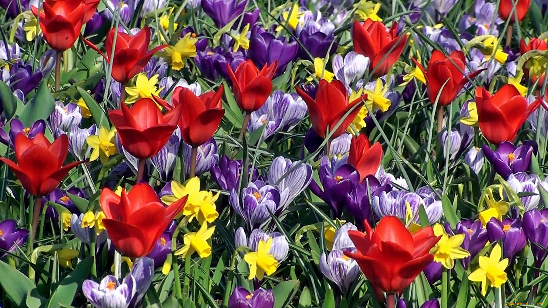 цветы, разные, вместе, тюльпаны