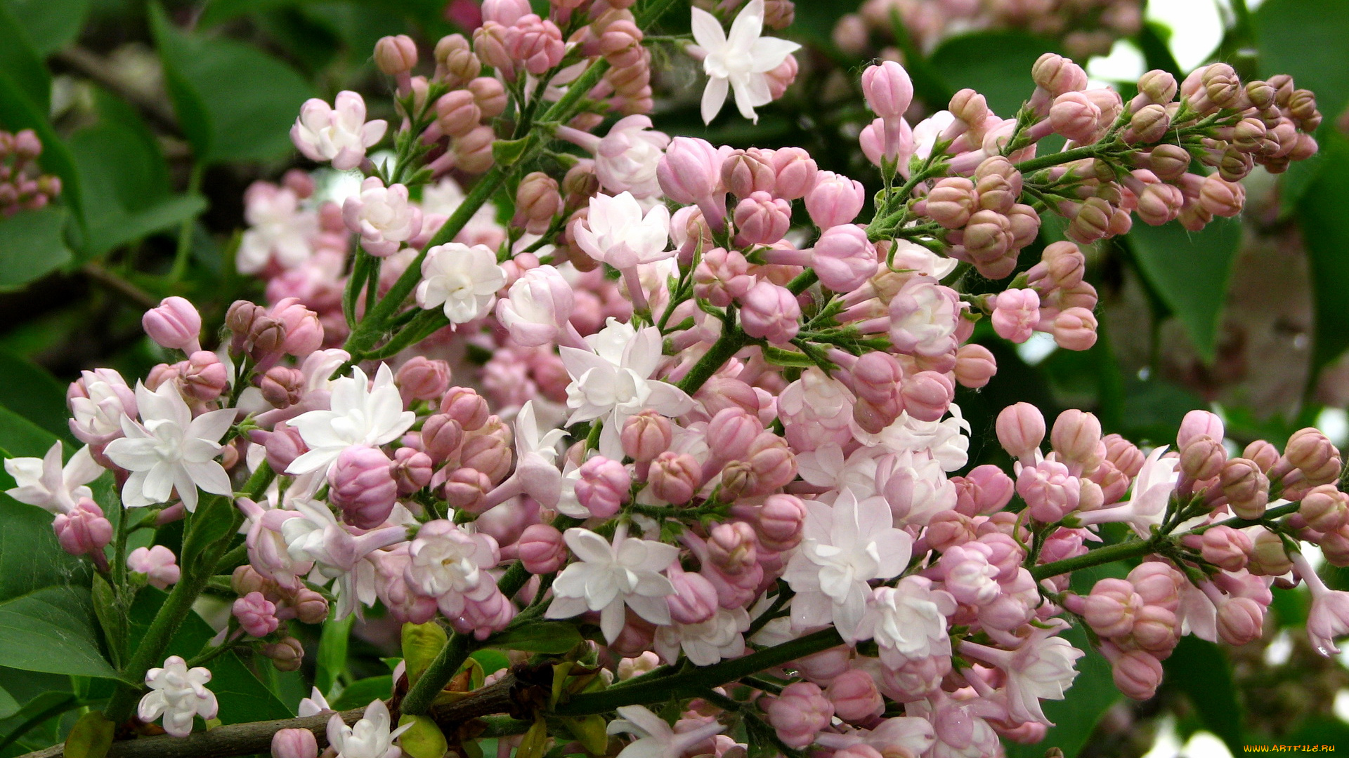 цветы, сирень