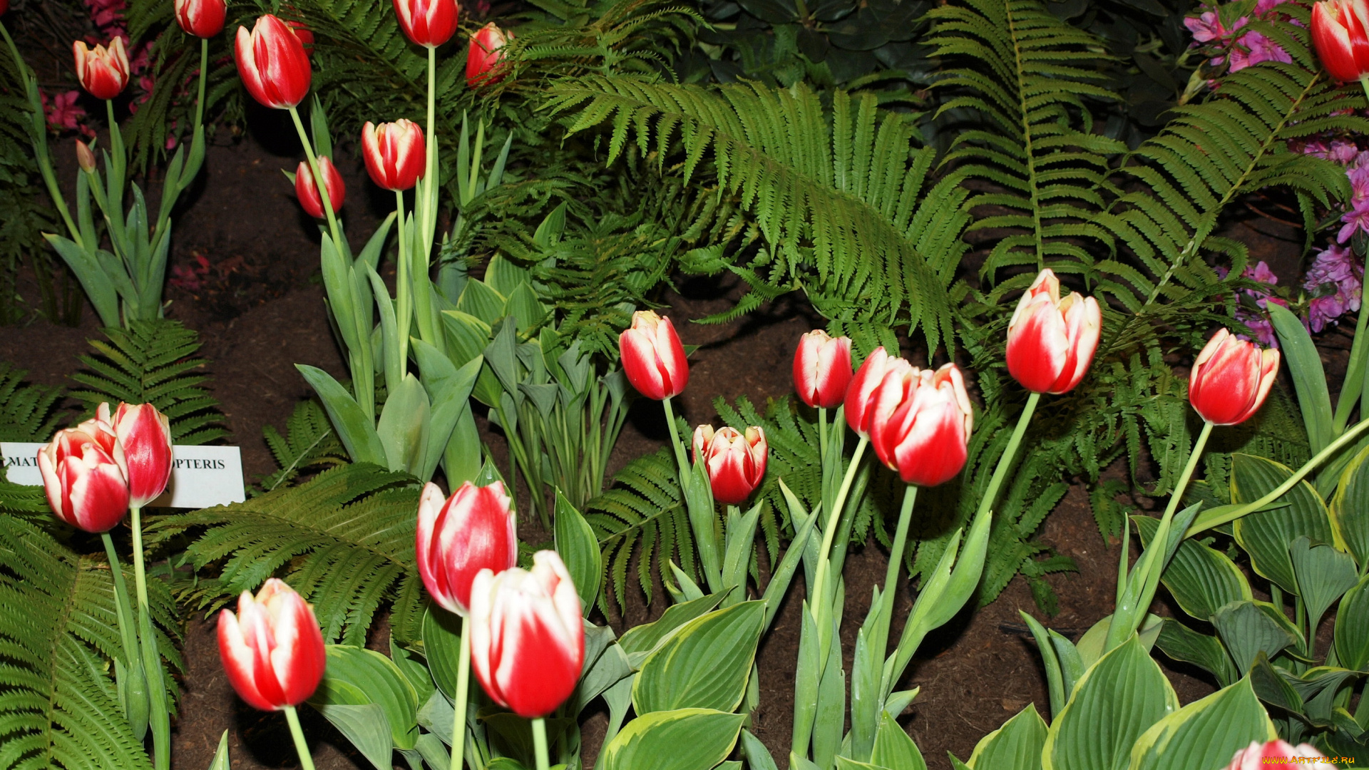 цветы, тюльпаны