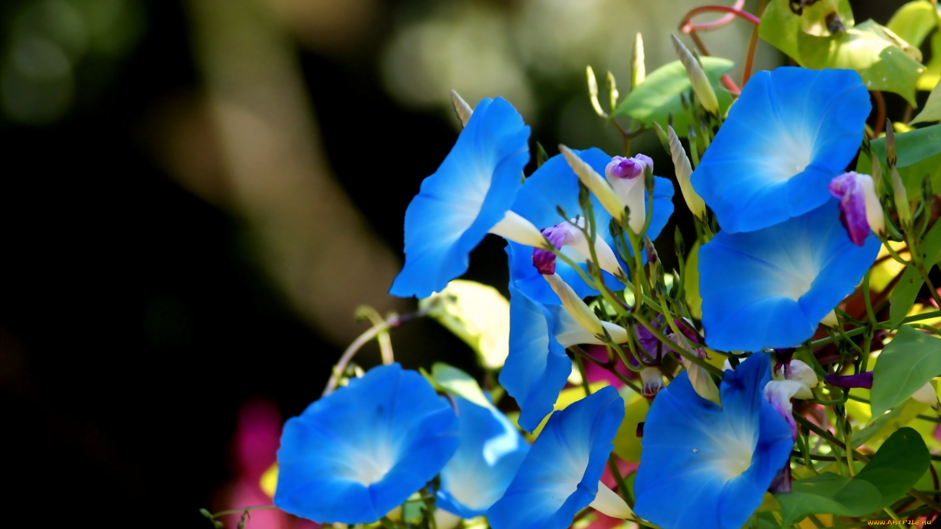 цветы, вьюнки, ипомеи, ипомея, голубой