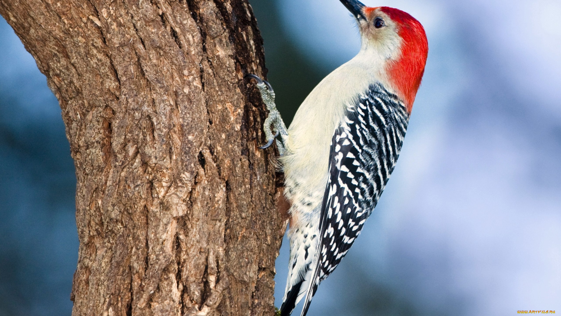 животные, дятлы, шапочка, пестрый