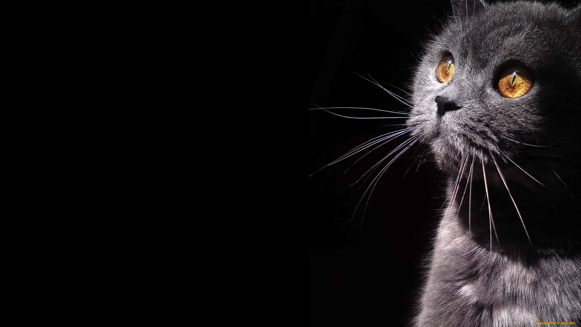 животные, коты, cat