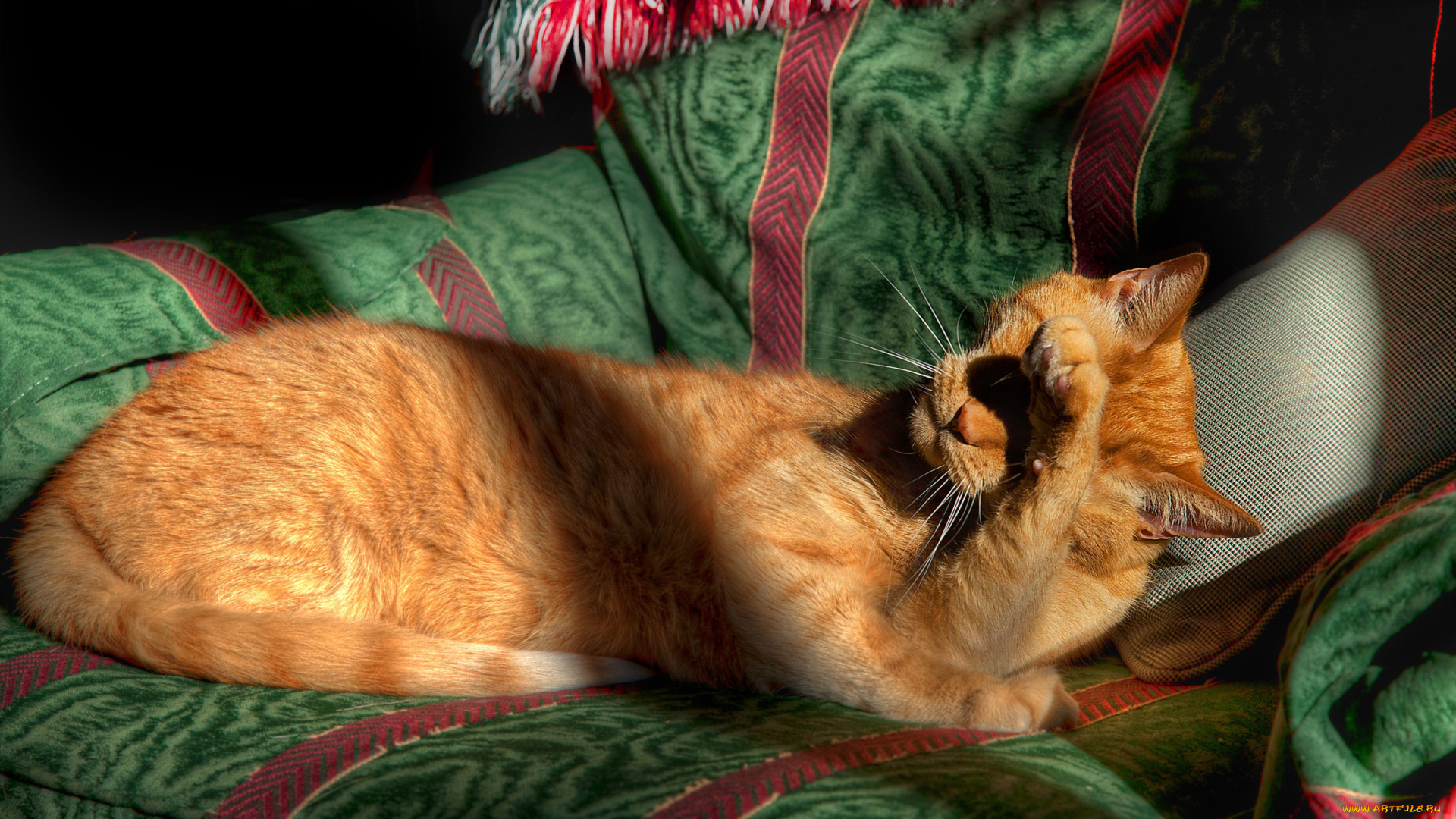 животные, коты, cat, рыжий