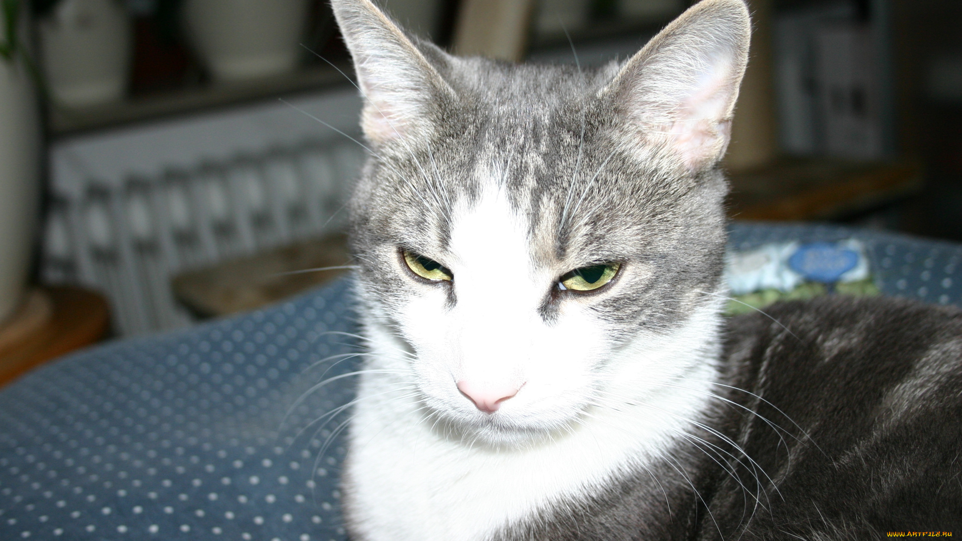 животные, коты, кошка