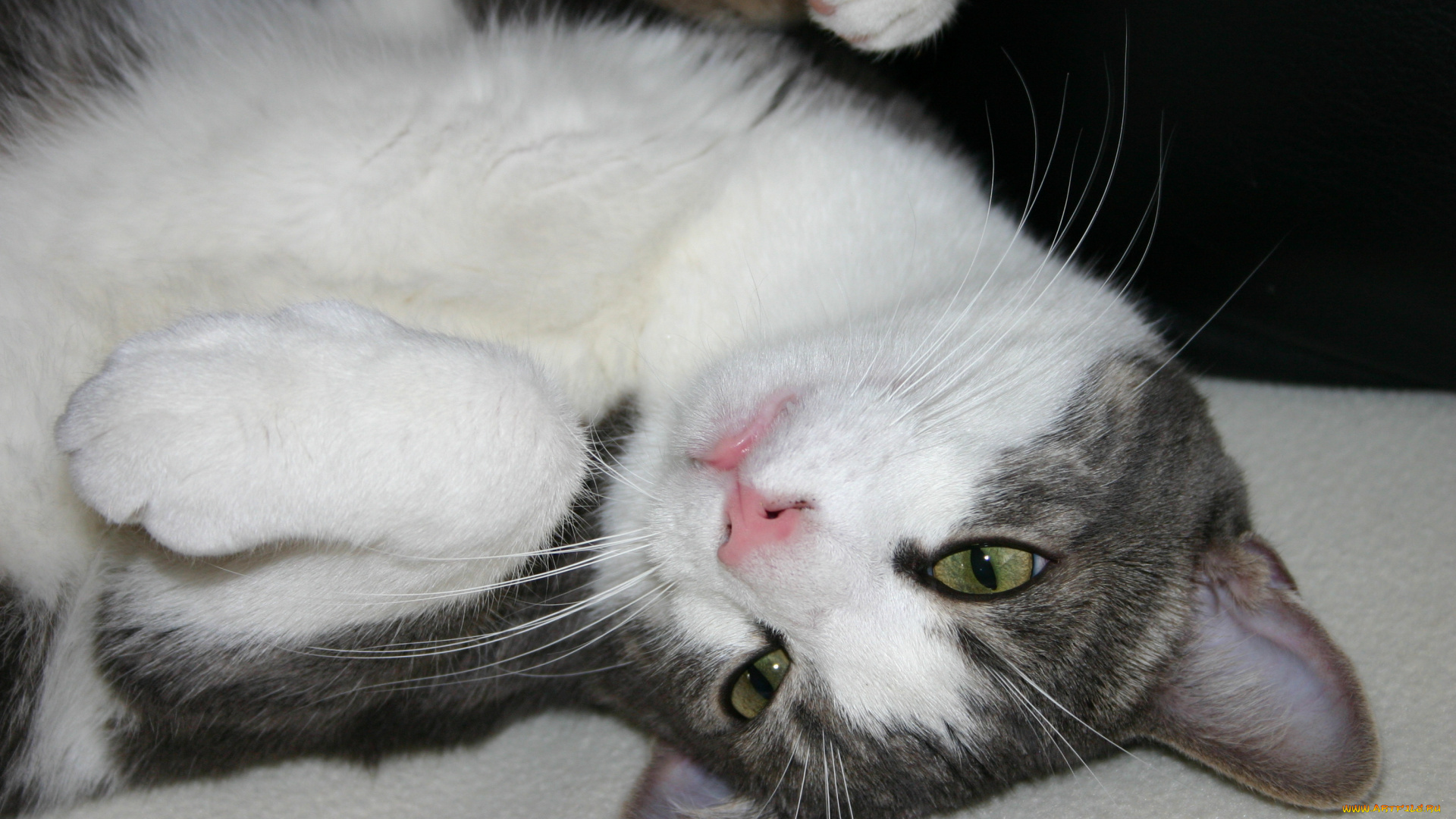 животные, коты, кошка