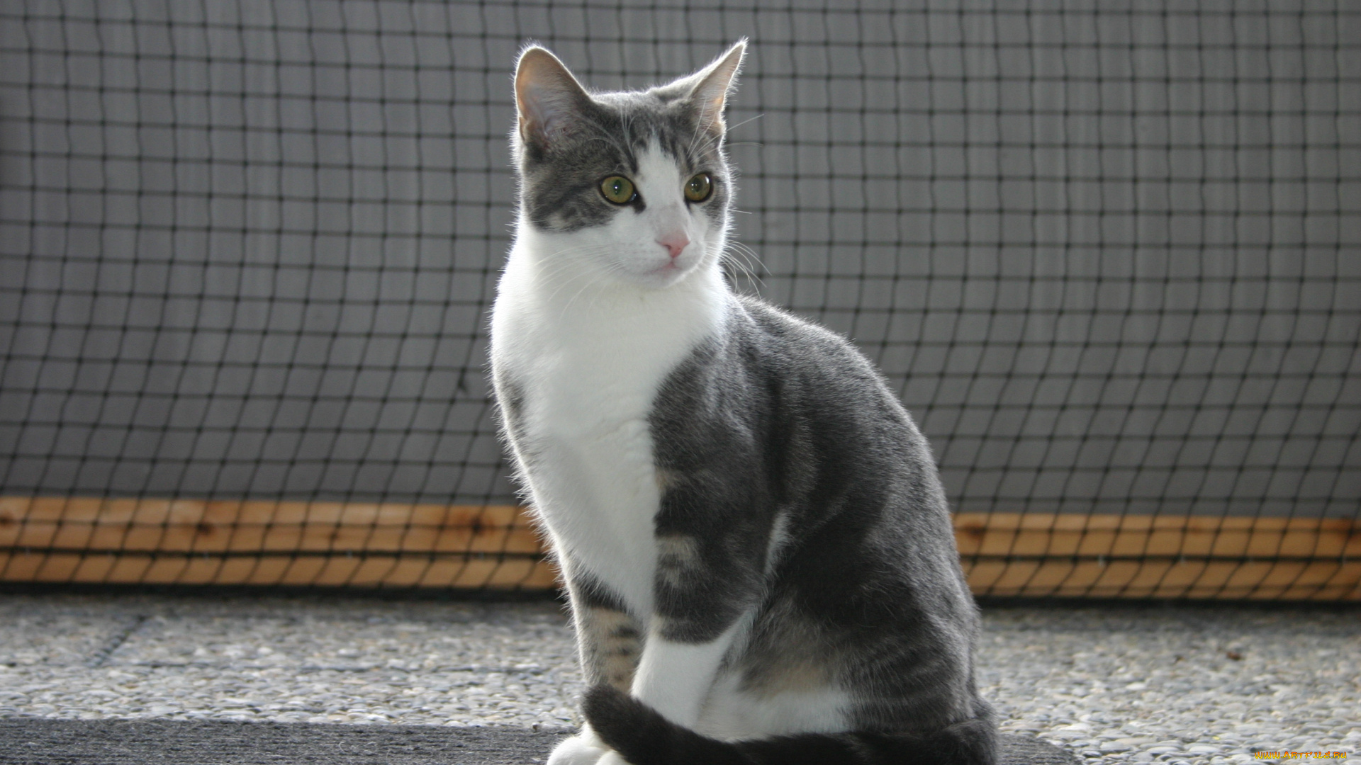 животные, коты, кошка