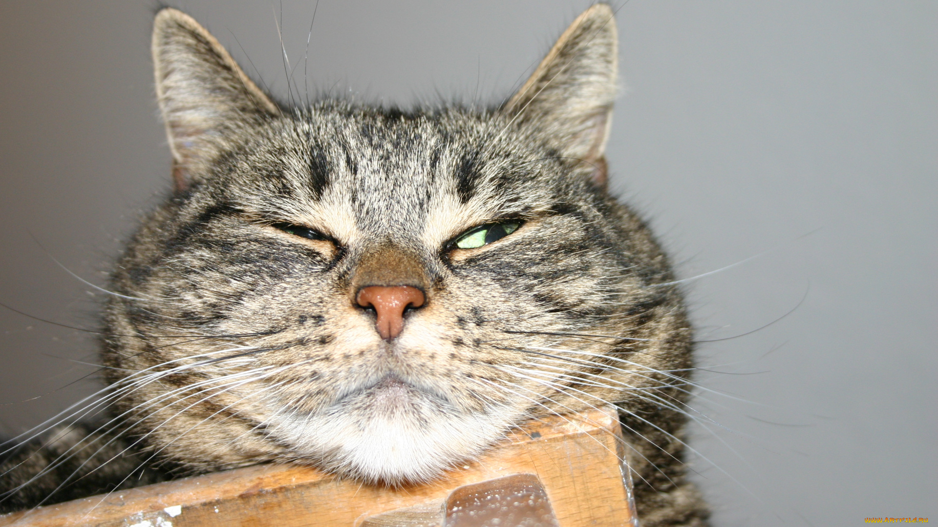 животные, коты, котяра