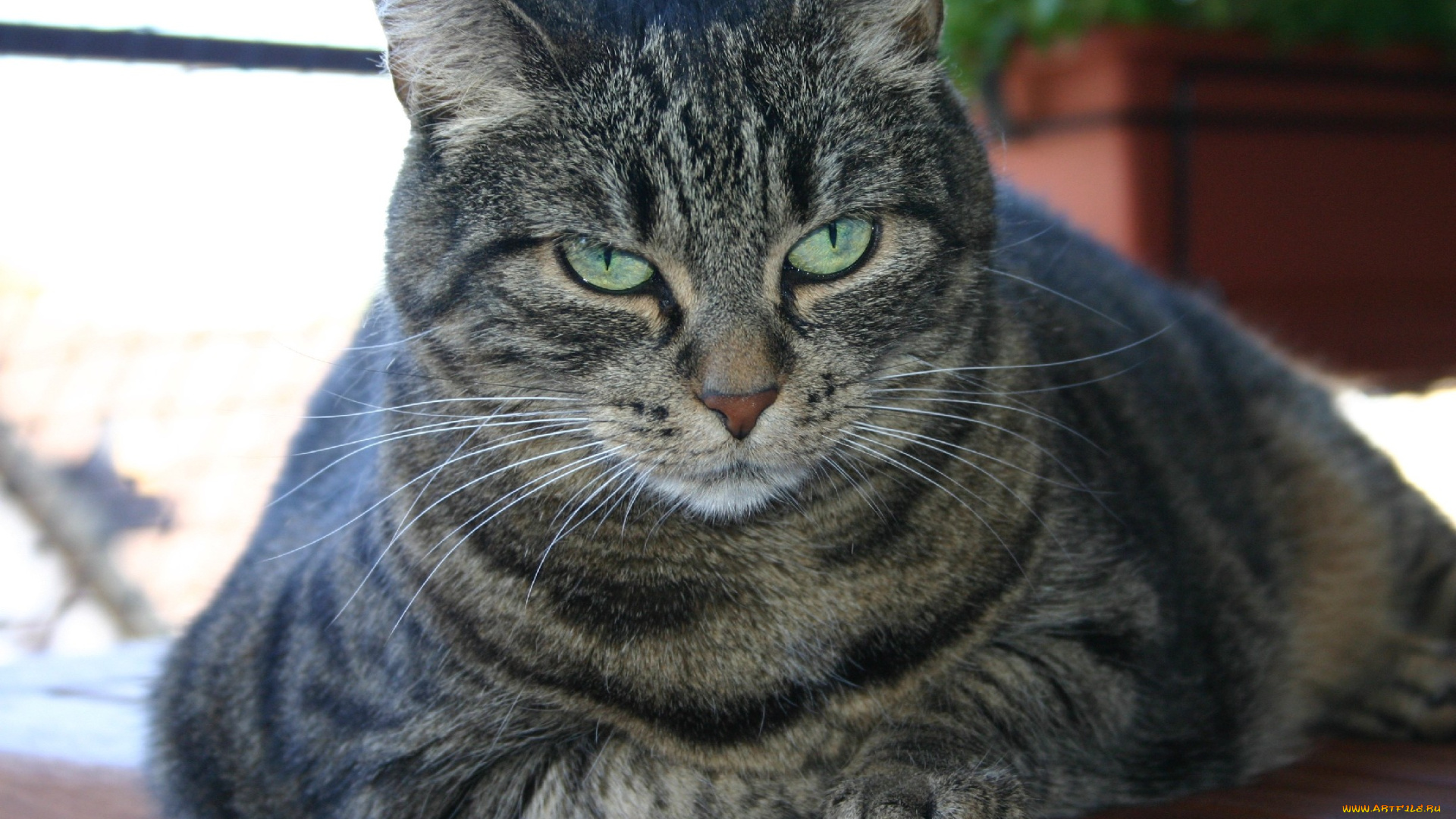 животные, коты, котяра