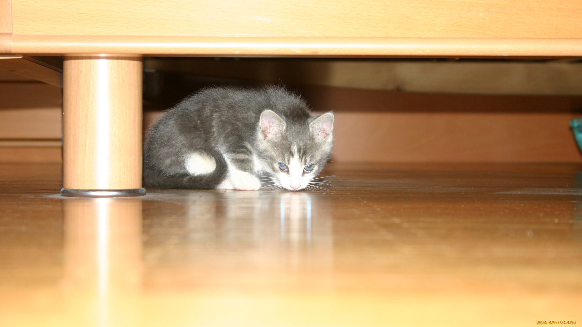 животные, коты, котёнок