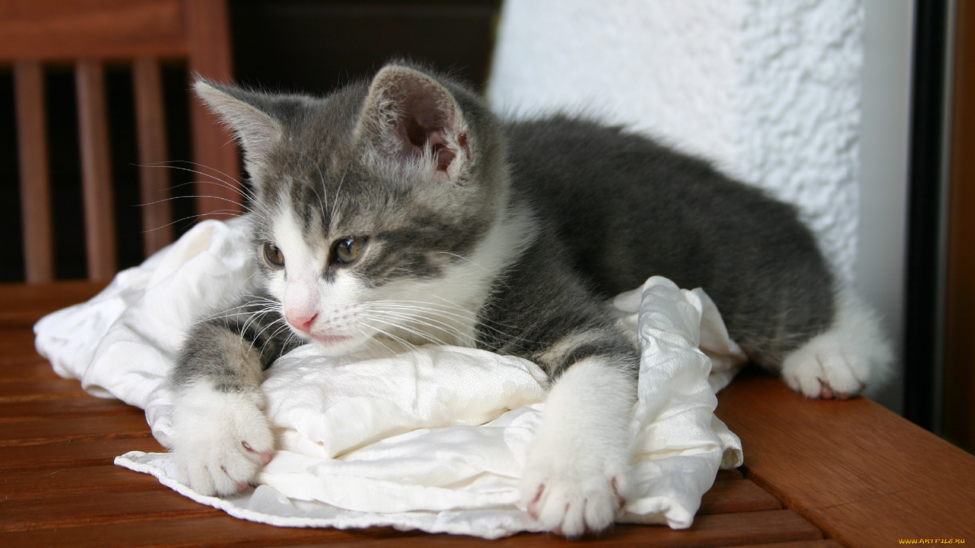 животные, коты, котёнок