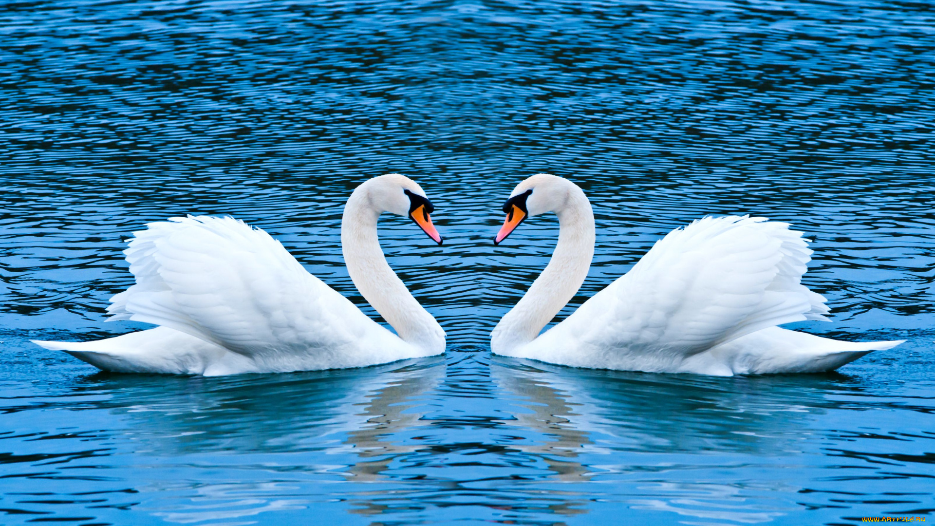 животные, лебеди, пара, лебедей