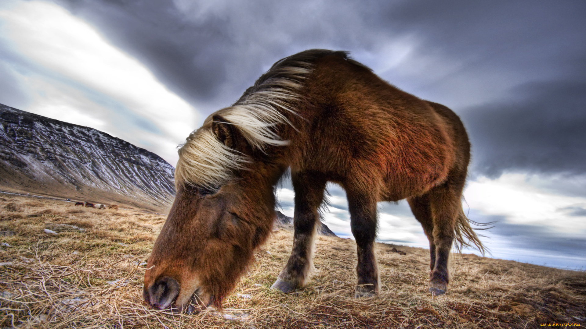 животные, лошади, horse