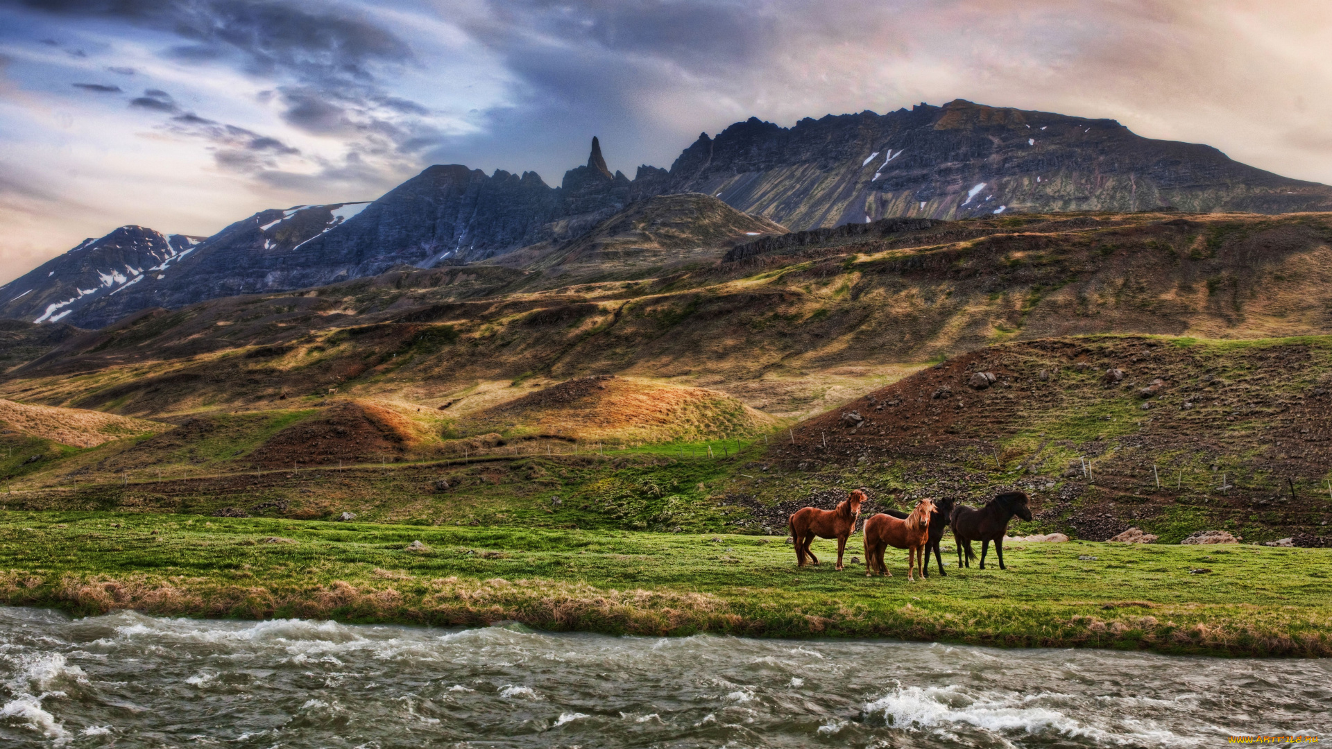 животные, лошади, horse