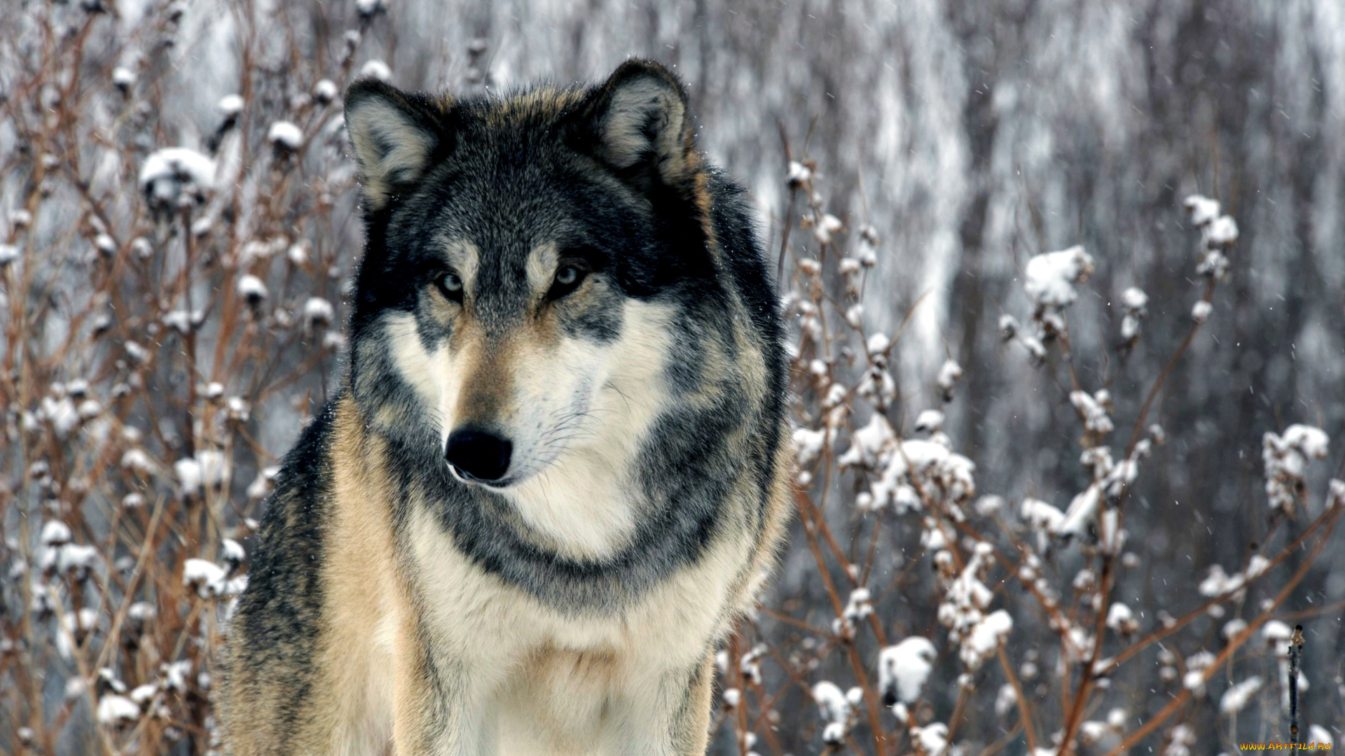 животные, волки, хищник, зима
