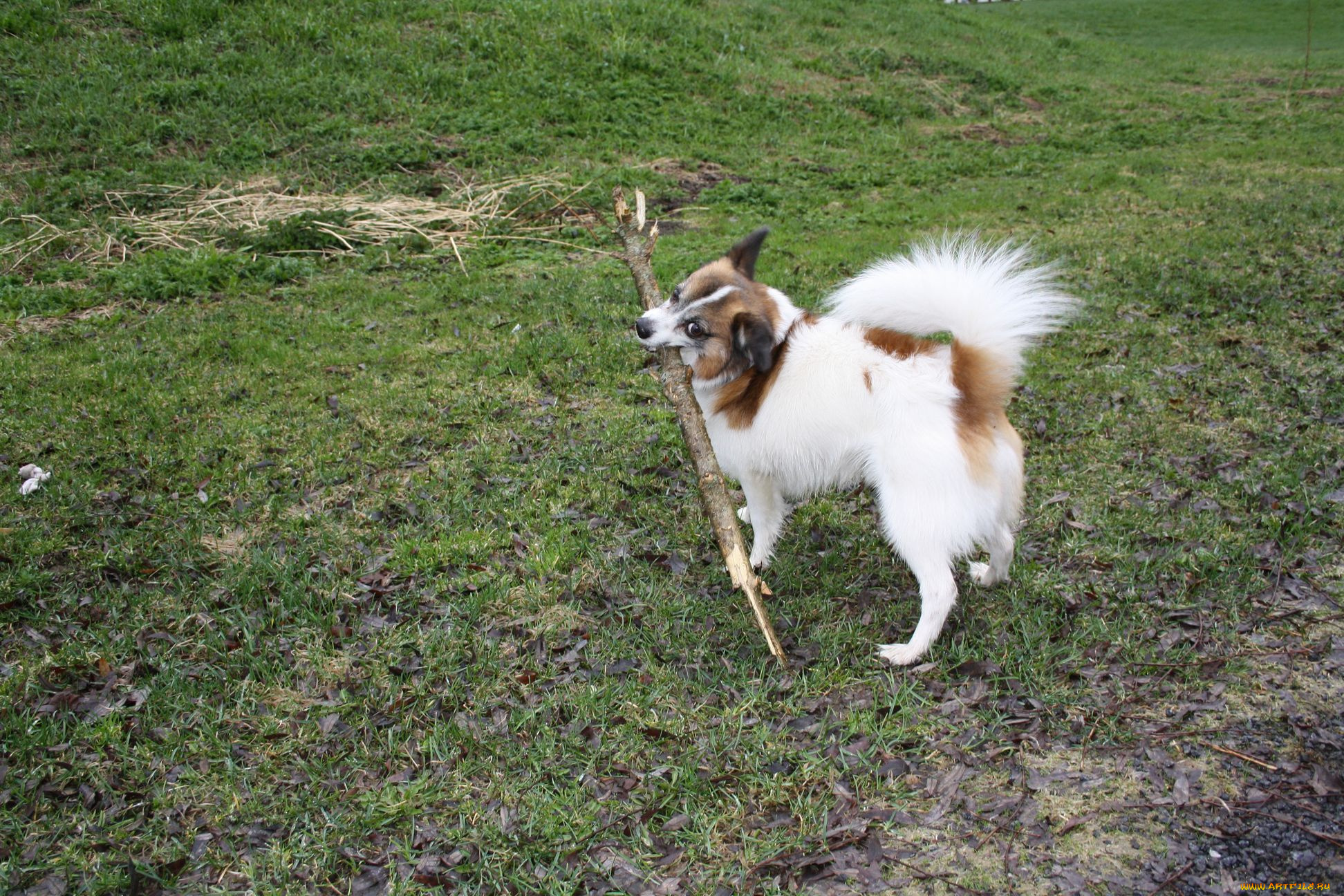 животные, собаки, палка, dog