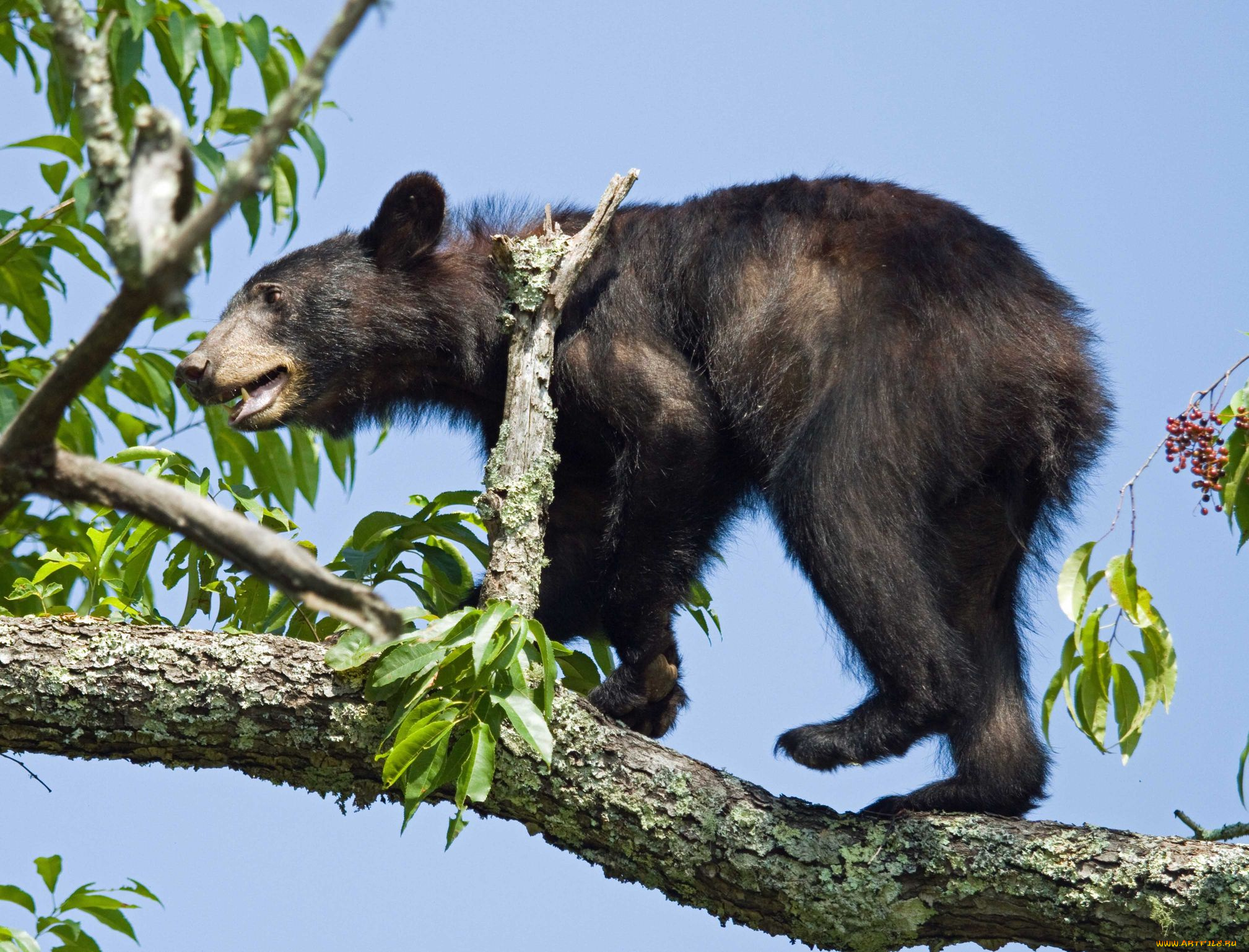животные, медведи, bear