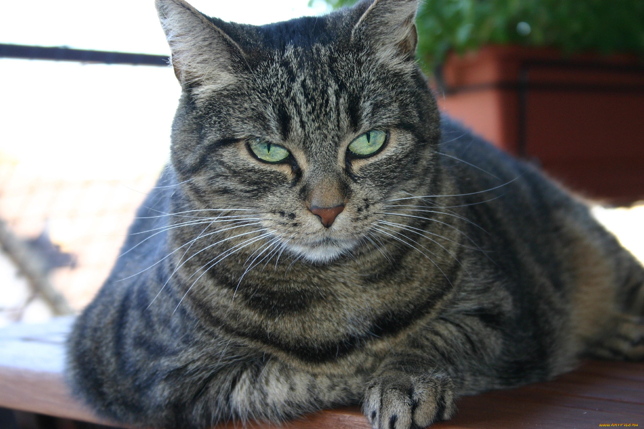 животные, коты, котяра