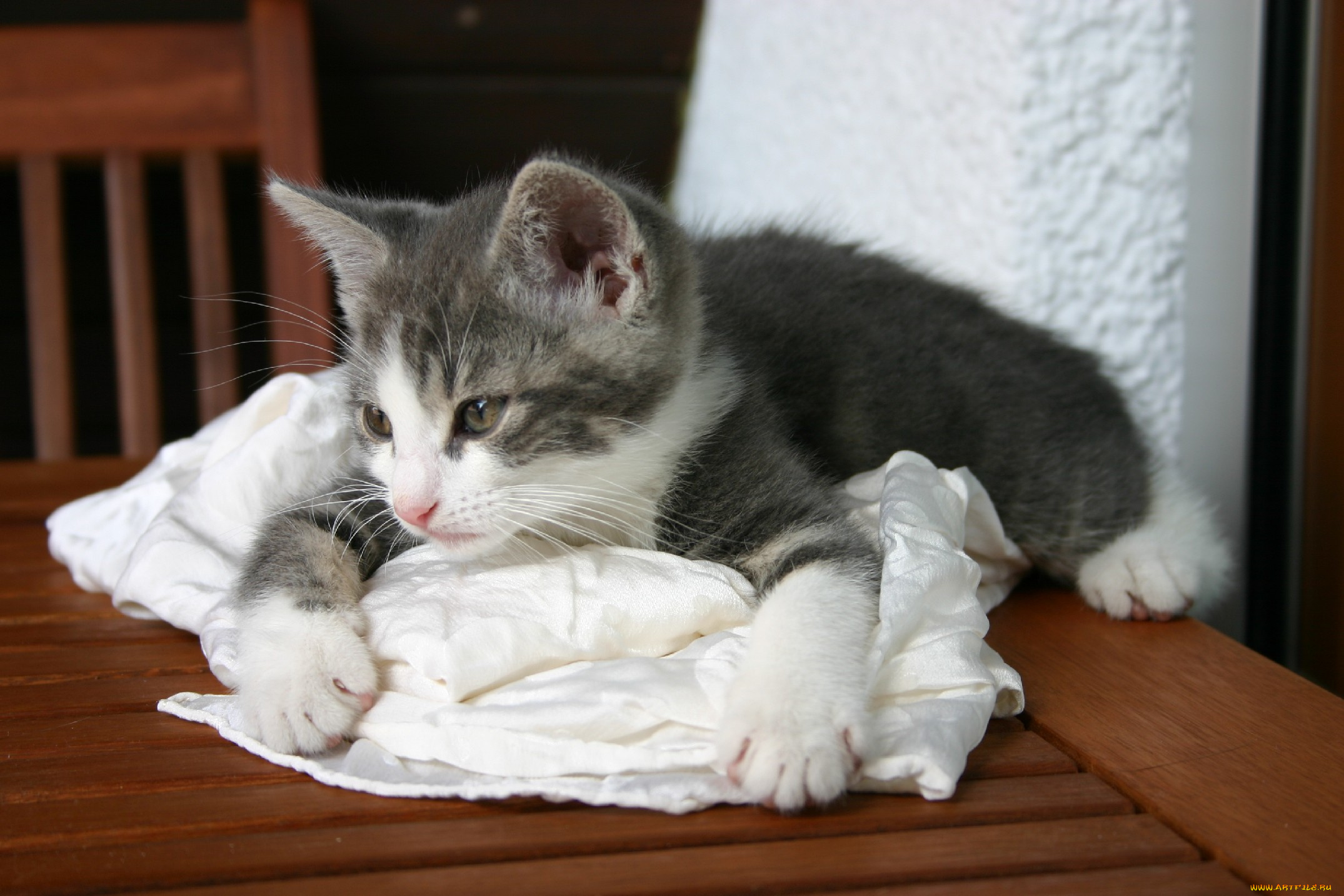 животные, коты, котёнок