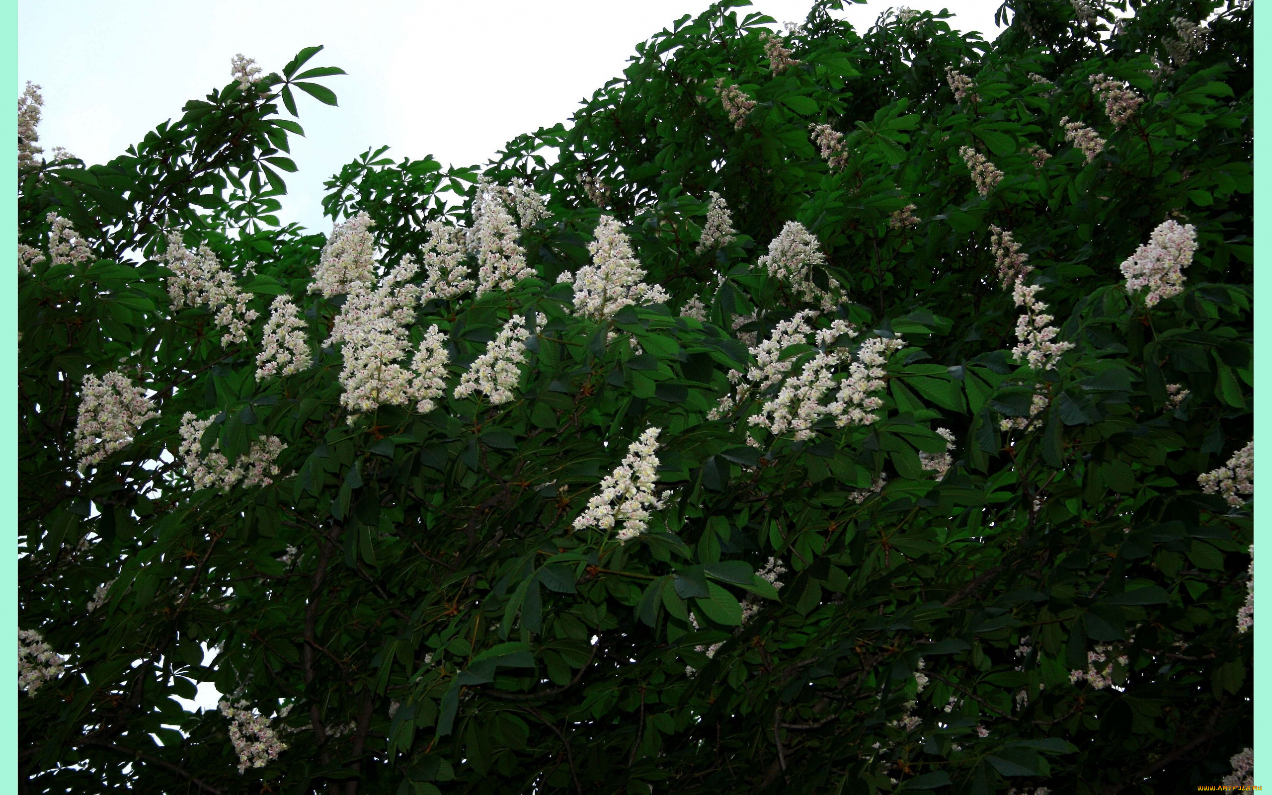 цветы, цветущие, деревья, кустарники, каштан