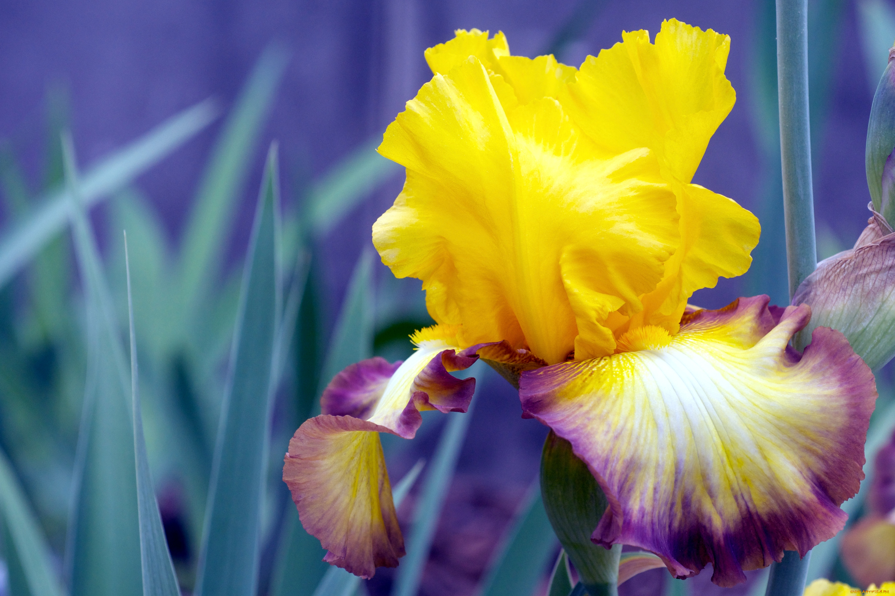 цветы, ирисы, лепестки