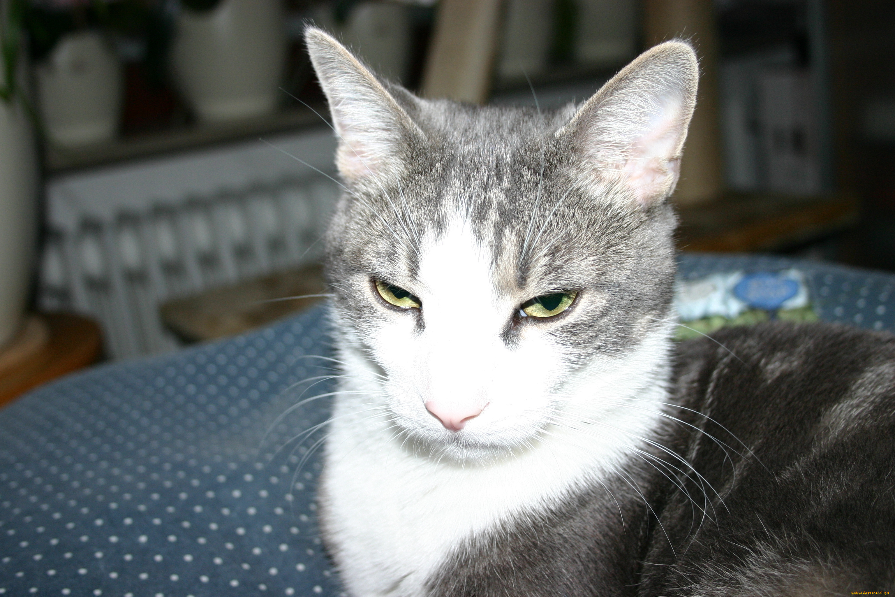 животные, коты, кошка