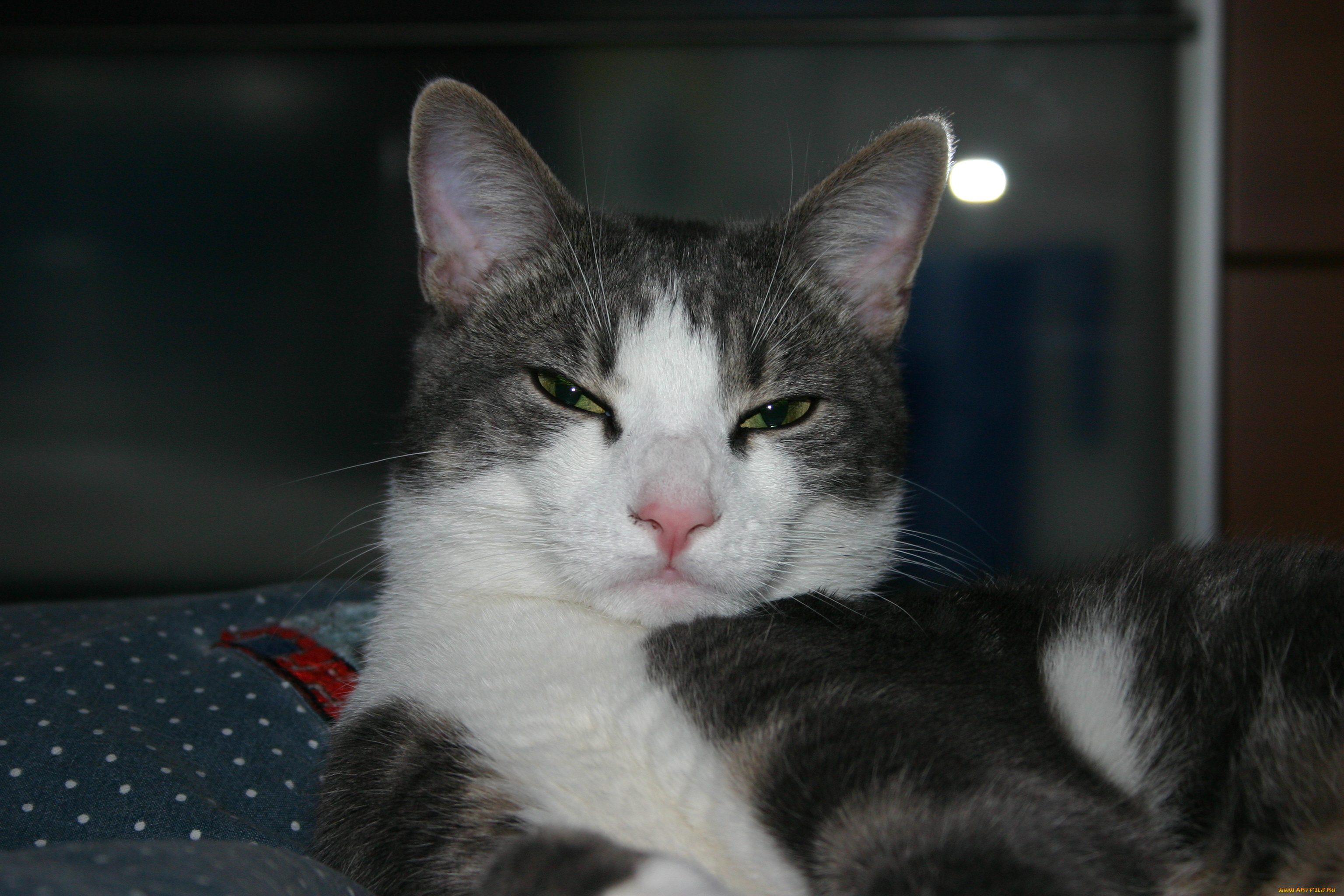 животные, коты, кошка