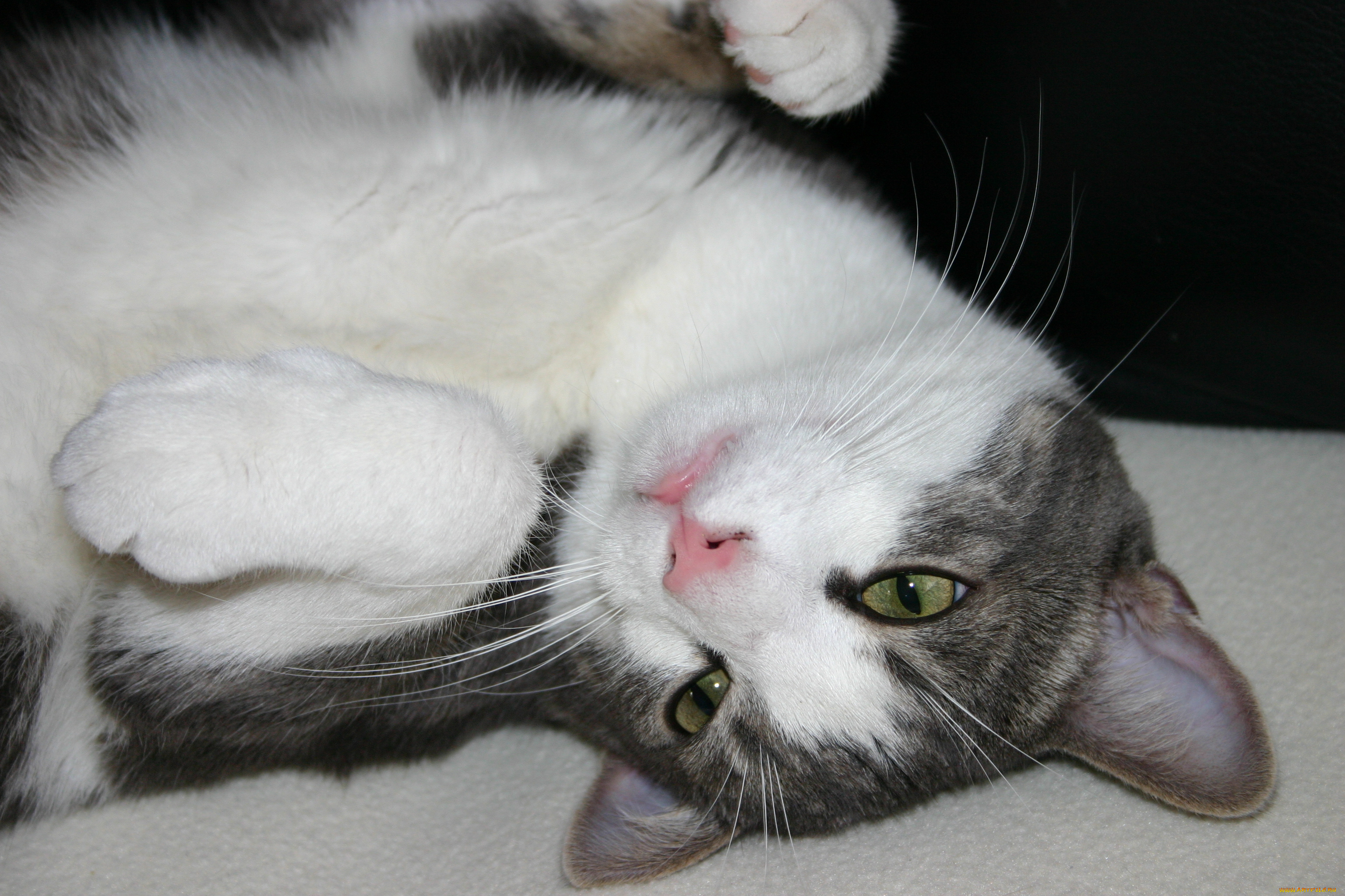 животные, коты, кошка